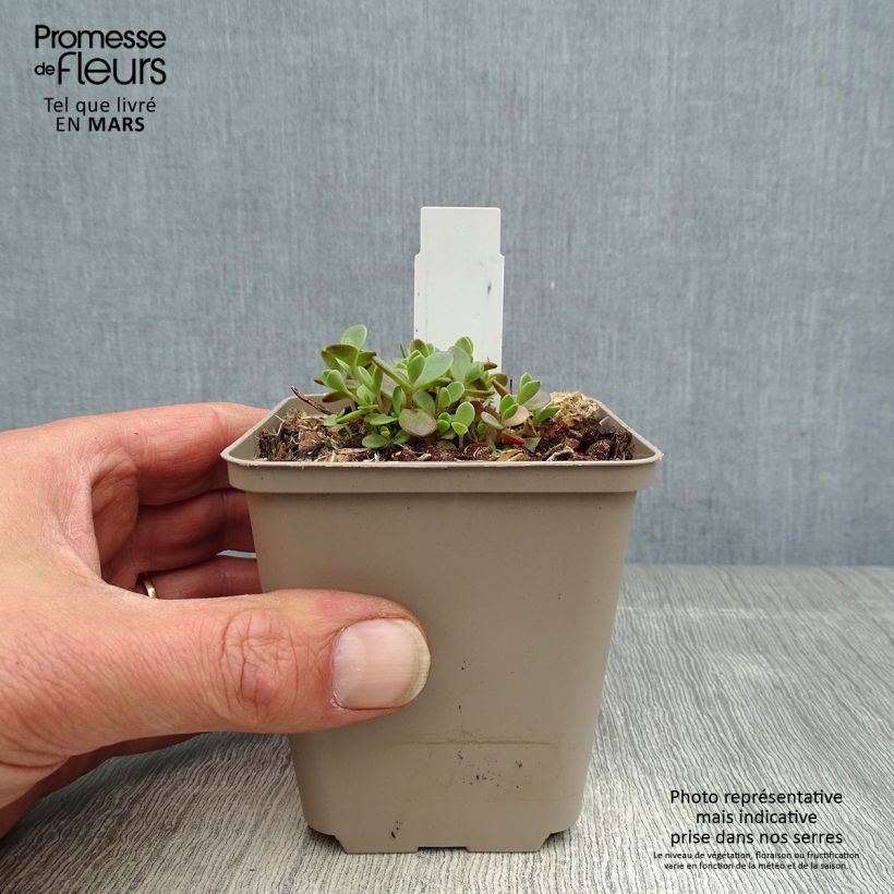 Exemplar von Fetthenne Sunsparkler Firecracker - Sedum Kleine Töpfe von 8/9 cm wie im Frühjahr geliefert