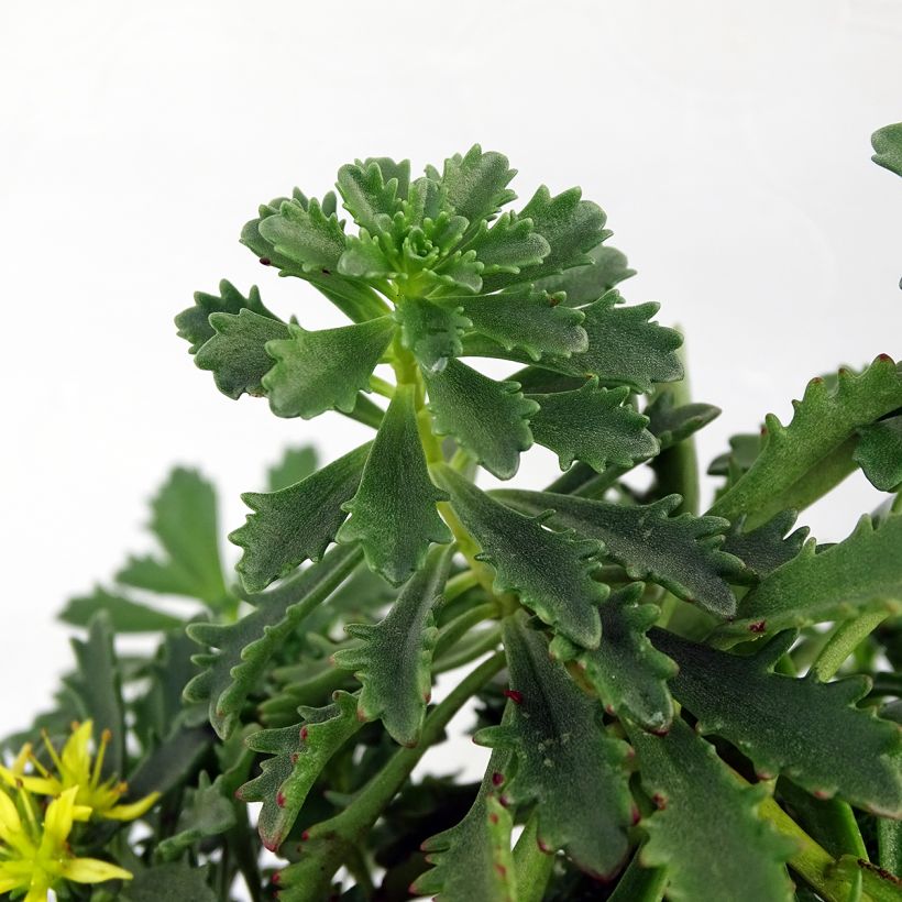 Fetthenne Sunsparkler Lime Zinger - Sedum (Foliage)