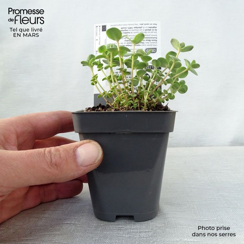 Example of Fetthenne Sunsparkler Lime Zinger - Sedum Kleine Töpfe von 8/9 cm as you get in printemps