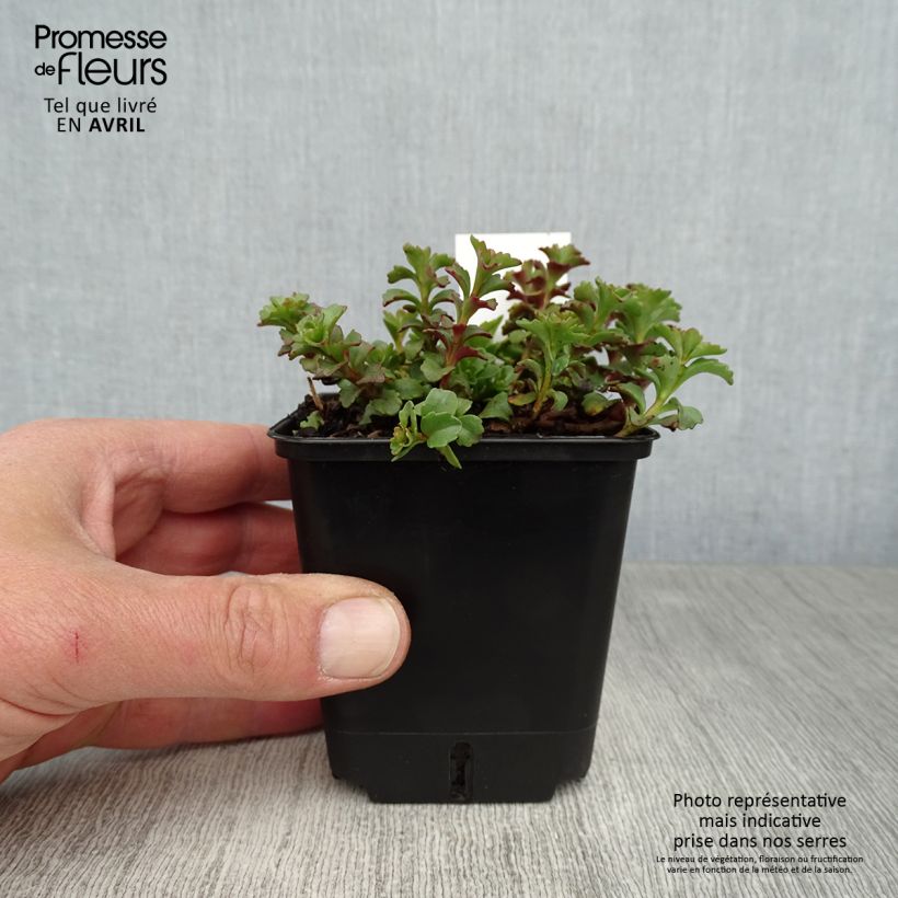 Exemplar von Fetthenne Weihenstephaner Gold - Sedum kamtschaticum var. floriferum Kleine Töpfe von 8/9 cm wie im Frühjahr geliefert