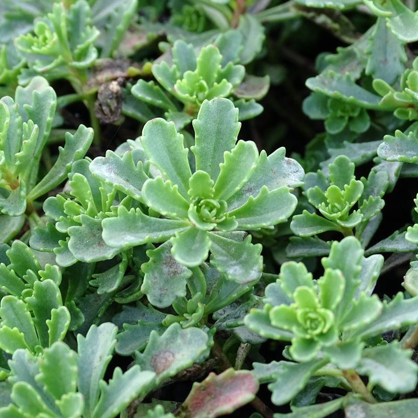 Fetthenne Weihenstephaner Gold - Sedum kamtschaticum var. floriferum (Foliage)