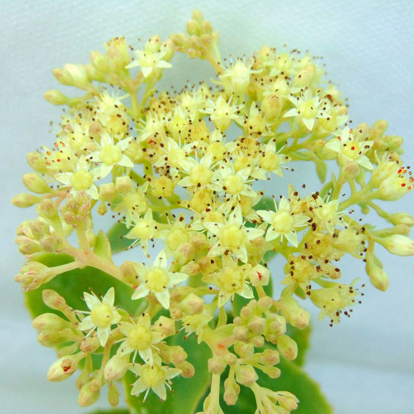 Fetthenne Yellow Xenox - Sedum spectabile (Flowering)