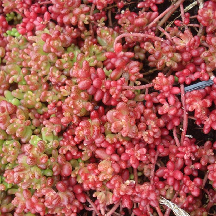 Fetthenne Coral Carpet - Sedum album (Blüte)