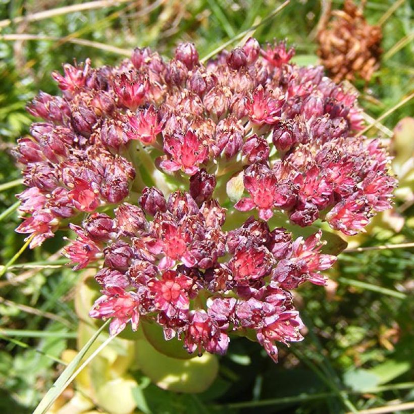 Fetthenne - Sedum anacampseros (Flowering)