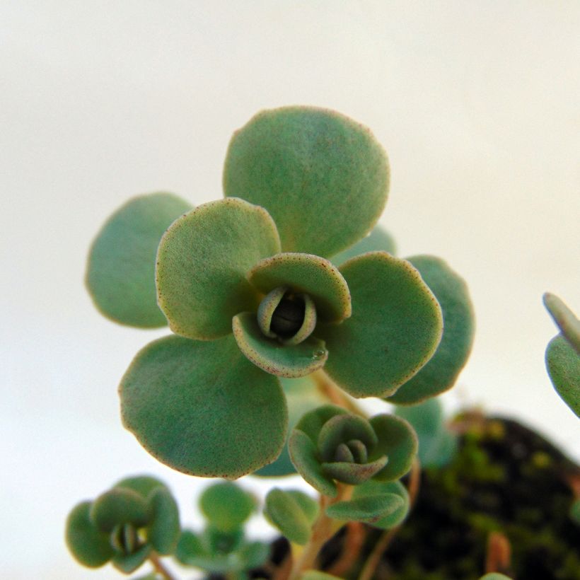 Fetthenne Lidakense - Sedum cauticola (Foliage)