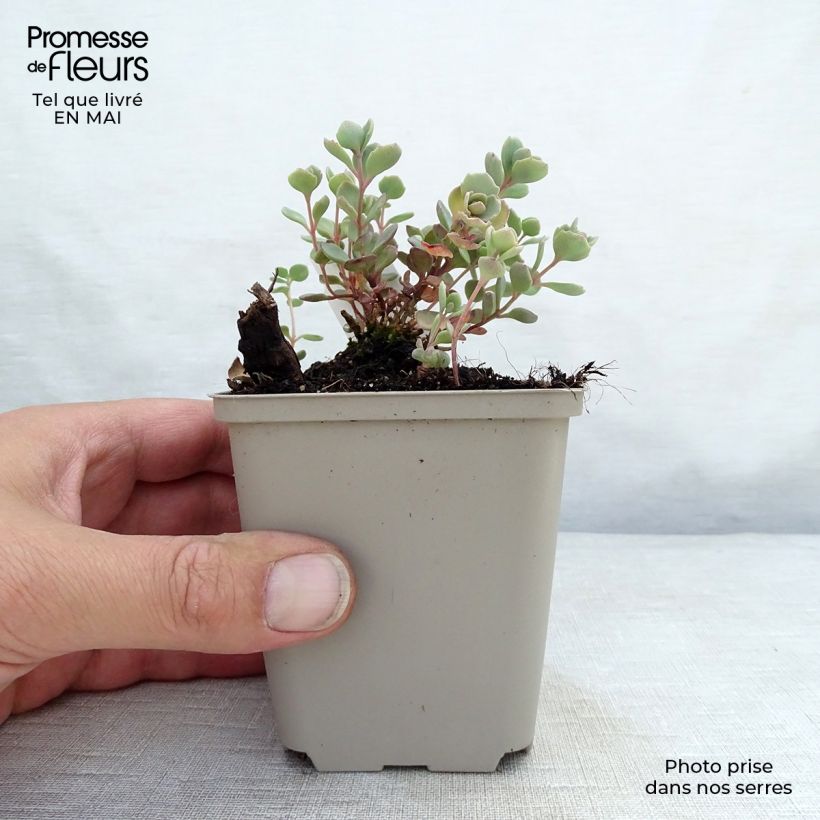 Example of Fetthenne Lidakense - Sedum cauticola Kleine Töpfe von 8/9 cm as you get in printemps
