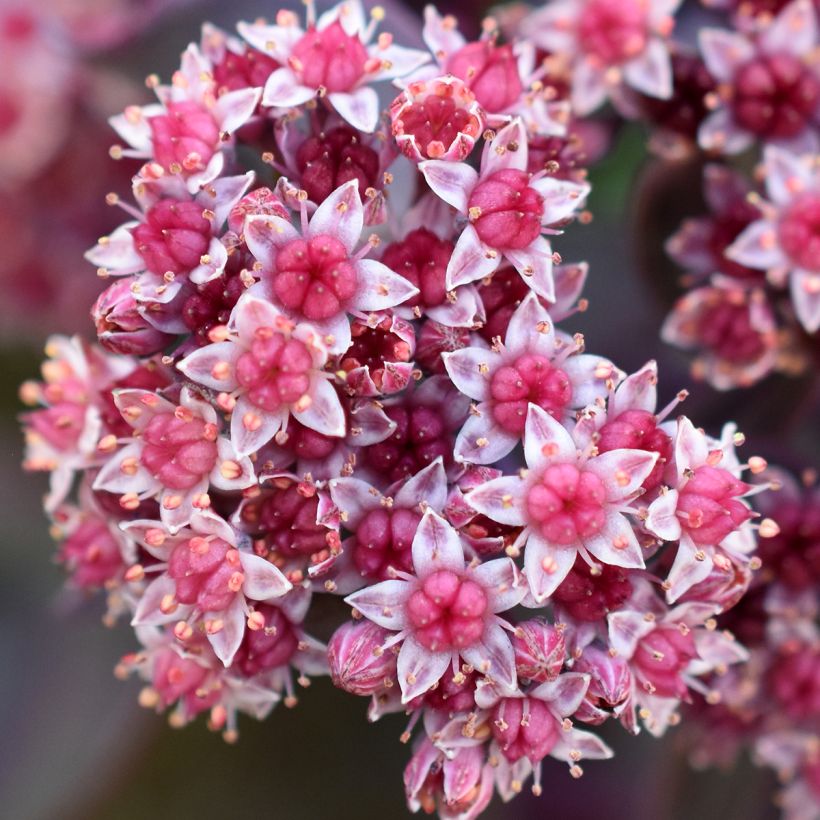 Fetthenne Robustum - Sedum cauticola (Flowering)