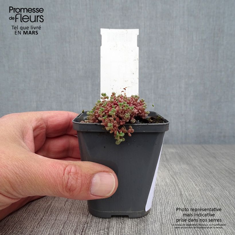 Example of Fetthenne - Sedum dasyphyllum Kleine Töpfe von 8/9 cm as you get in printemps