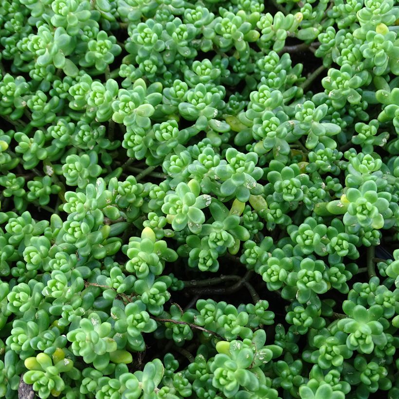 Fetthenne - Sedum divergens (Laub)