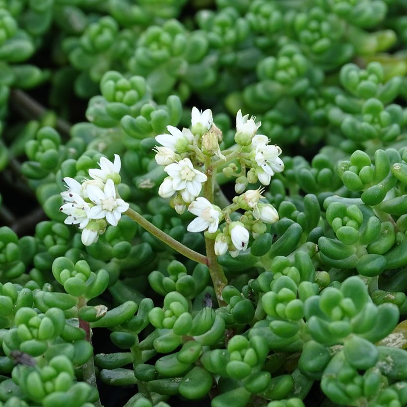 Fetthenne - Sedum divergens (Blüte)
