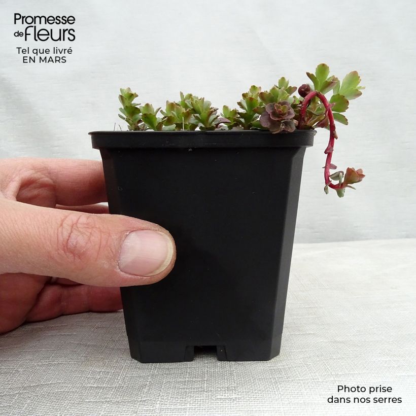 Example of Fetthenne - Sedum kamtchaticum Kleine Töpfe von 8/9 cm as you get in printemps