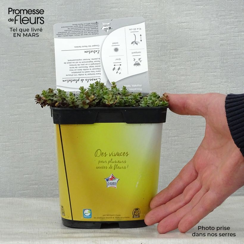 Exemplar von Fetthenne Variegatum - Sedum kamtchaticum Topf mit 2L/3L wie im Frühjahr geliefert