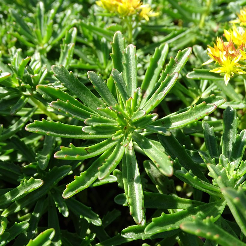 Sedum kamtschaticum subsp. middendorffianum - Orpin du Kamtchatka (Laub)