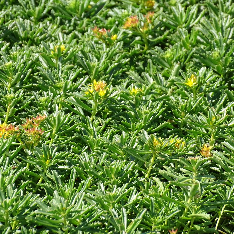 Sedum kamtschaticum subsp. middendorffianum - Orpin du Kamtchatka (Wuchs)