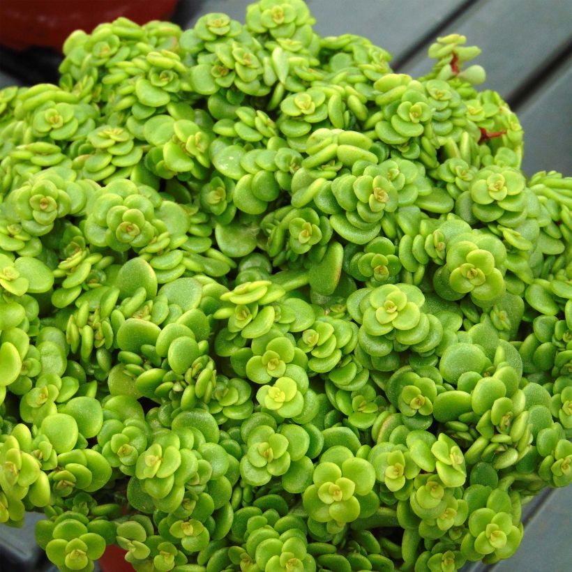 Fetthenne Lime - Sedum makinoi (Foliage)