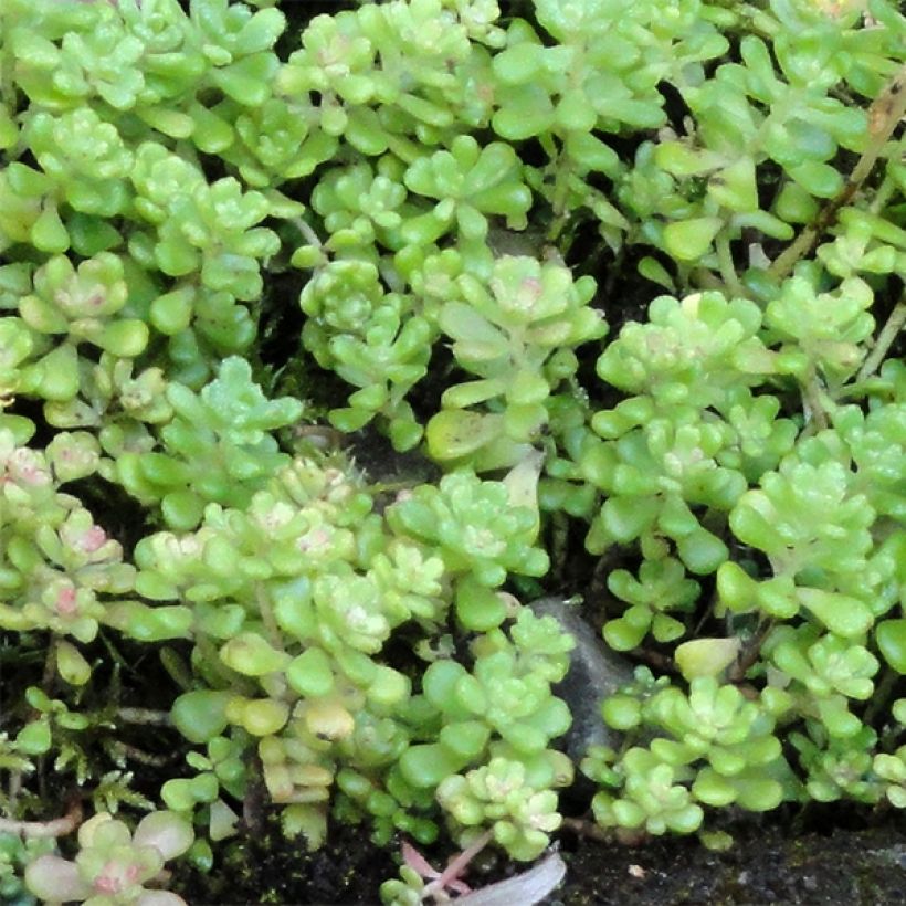 Fetthenne - Sedum oreganum (Foliage)