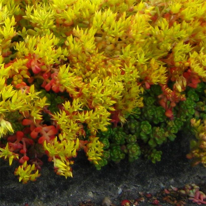 Fetthenne - Sedum oreganum (Plant habit)