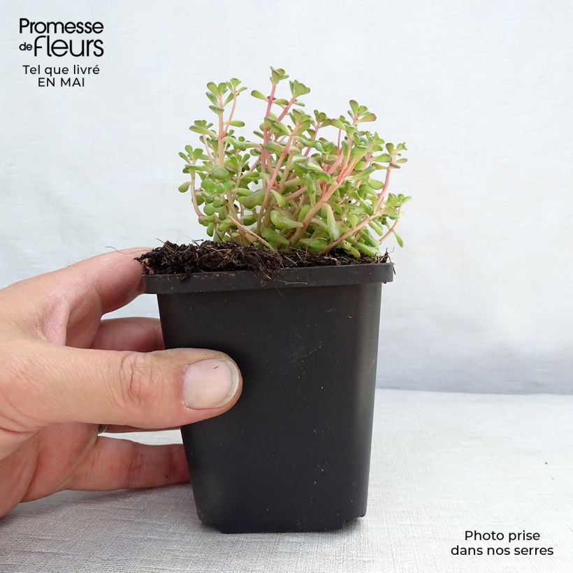 Example of Fetthenne - Sedum oreganum Kleine Töpfe von 8/9 cm as you get in printemps