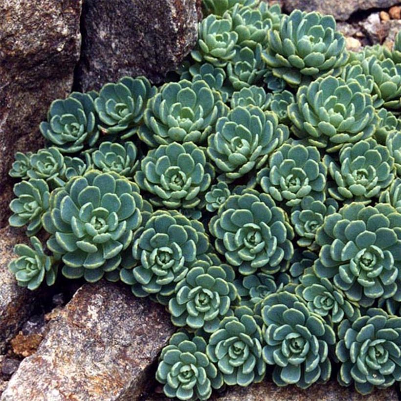 Fetthenne - Sedum pachyclados (Foliage)