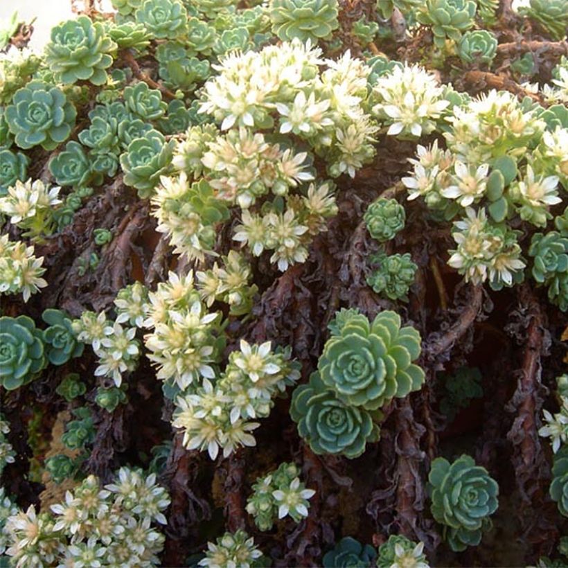 Fetthenne - Sedum pachyclados (Flowering)