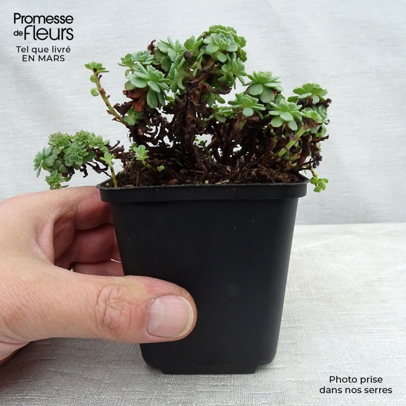 Example of Fetthenne - Sedum pachyclados Kleine Töpfe von 8/9 cm as you get in printemps