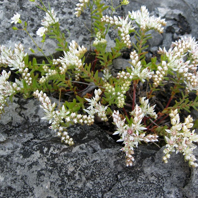 Fetthenne - Sedum pulchellum (Wuchs)