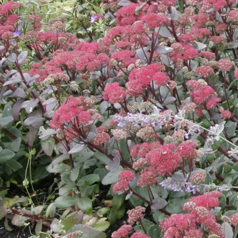 Fetthenne Red Cauli - Sedum (Wuchs)