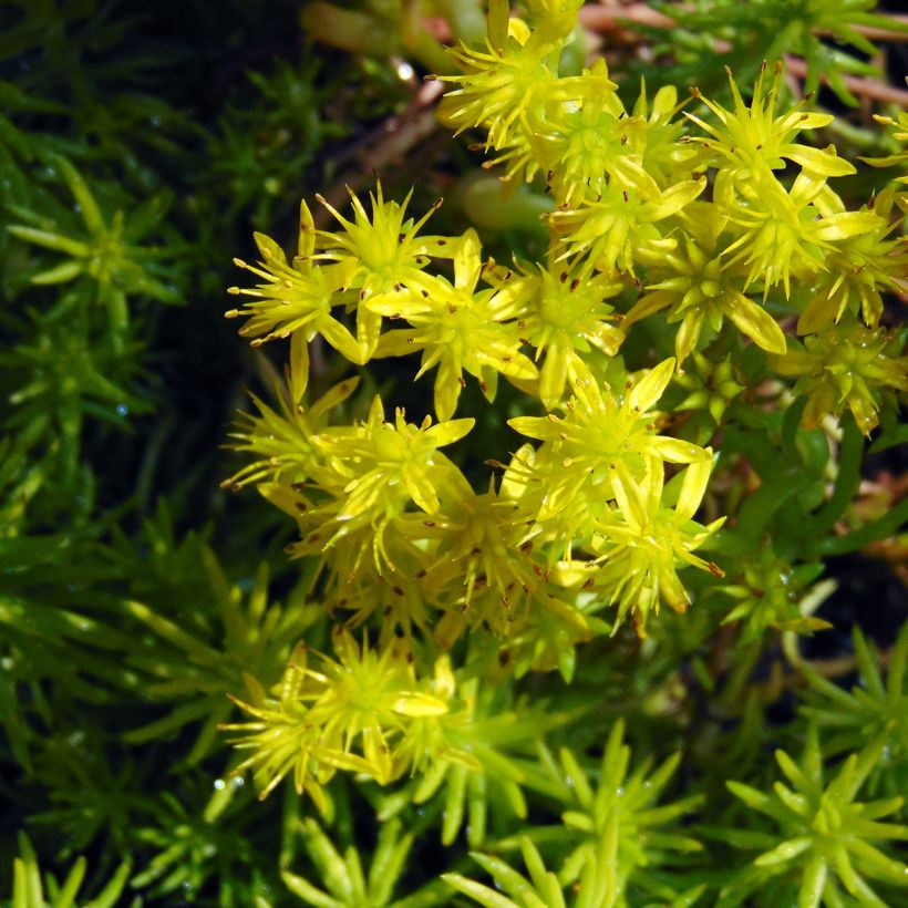 Fetthenne Angelina - Sedum reflexum (Flowering)