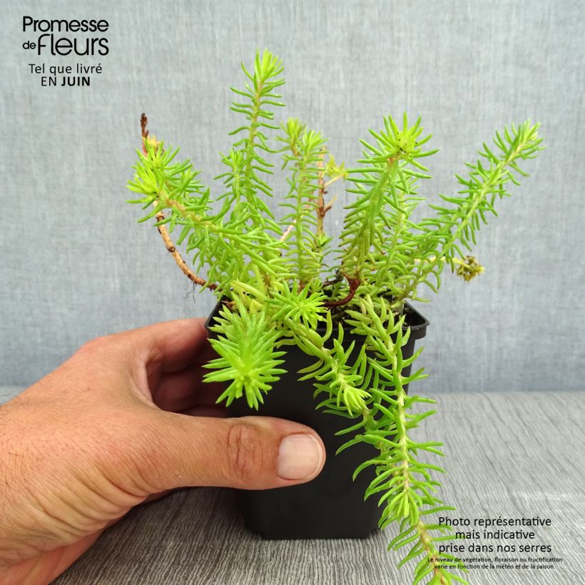 Exemplar von Fetthenne Angelina - Sedum reflexum Kleine Töpfe von 8/9 cm wie im Sommer geliefert