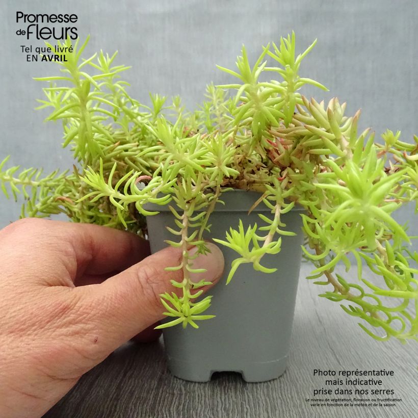 Example of Fetthenne Angelina - Sedum reflexum Kleine Töpfe von 8/9 cm as you get in printemps