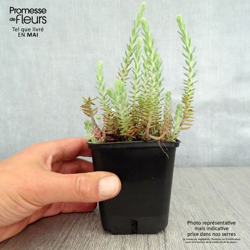 Exemplar von Fetthenne - Sedum reflexum Kleine Töpfe von 8/9 cm wie im Frühjahr geliefert