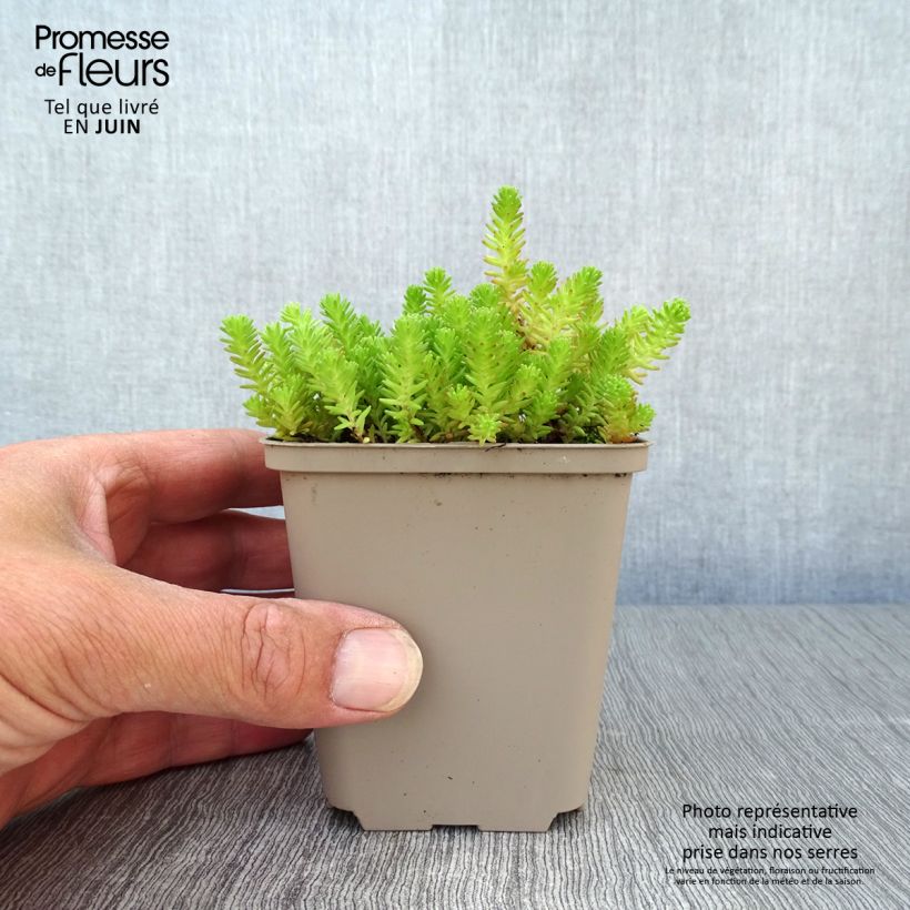 Exemplar von Milder Mauerpfeffer - Sedum sexangulare Kleine Töpfe von 8/9 cm wie im Sommer geliefert