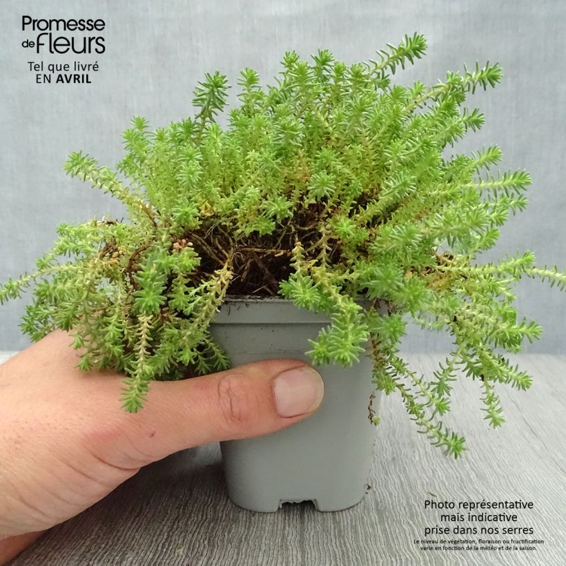 Exemplar von Milder Mauerpfeffer - Sedum sexangulare Kleine Töpfe von 8/9 cm wie im Frühjahr geliefert