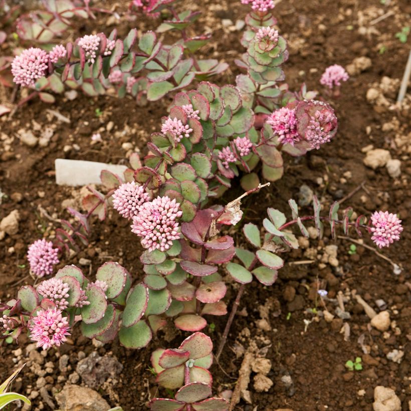 Fetthenne sieboldii - Sedum sieboldii (Wuchs)