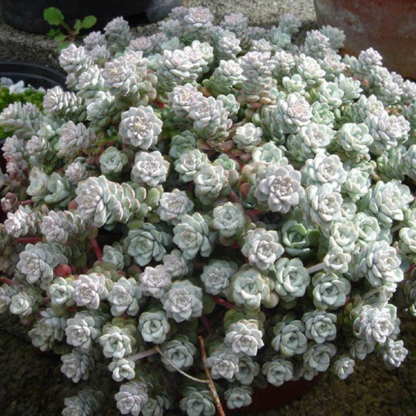 Fetthenne Cape Blanco - Sedum spathulifolium (Plant habit)