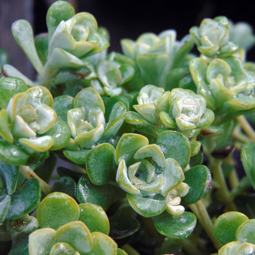 Fetthenne Cape Blanco - Sedum spathulifolium (Foliage)