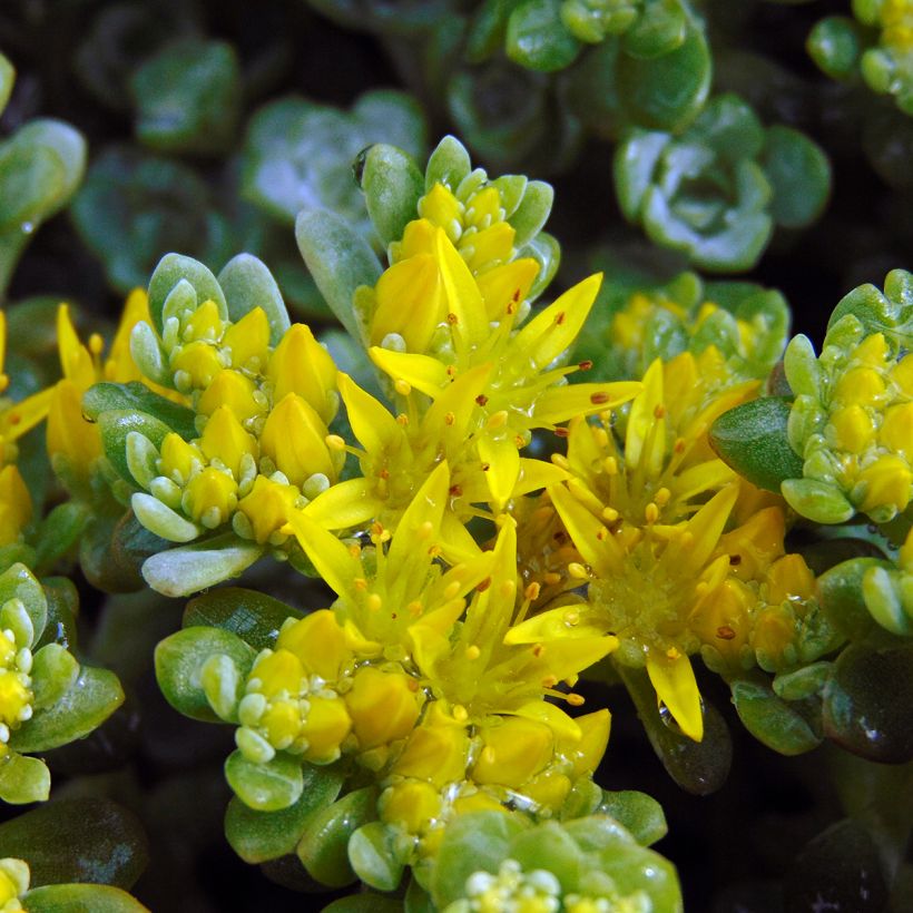 Fetthenne Cape Blanco - Sedum spathulifolium (Flowering)