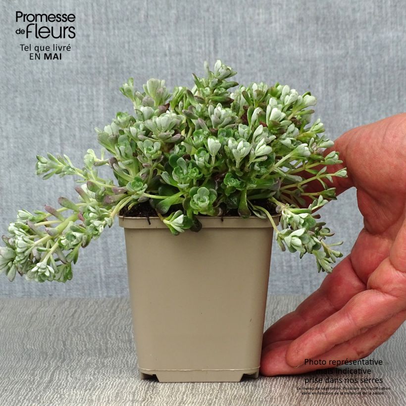 Example of Fetthenne Cape Blanco - Sedum spathulifolium Kleine Töpfe von 8/9 cm as you get in printemps