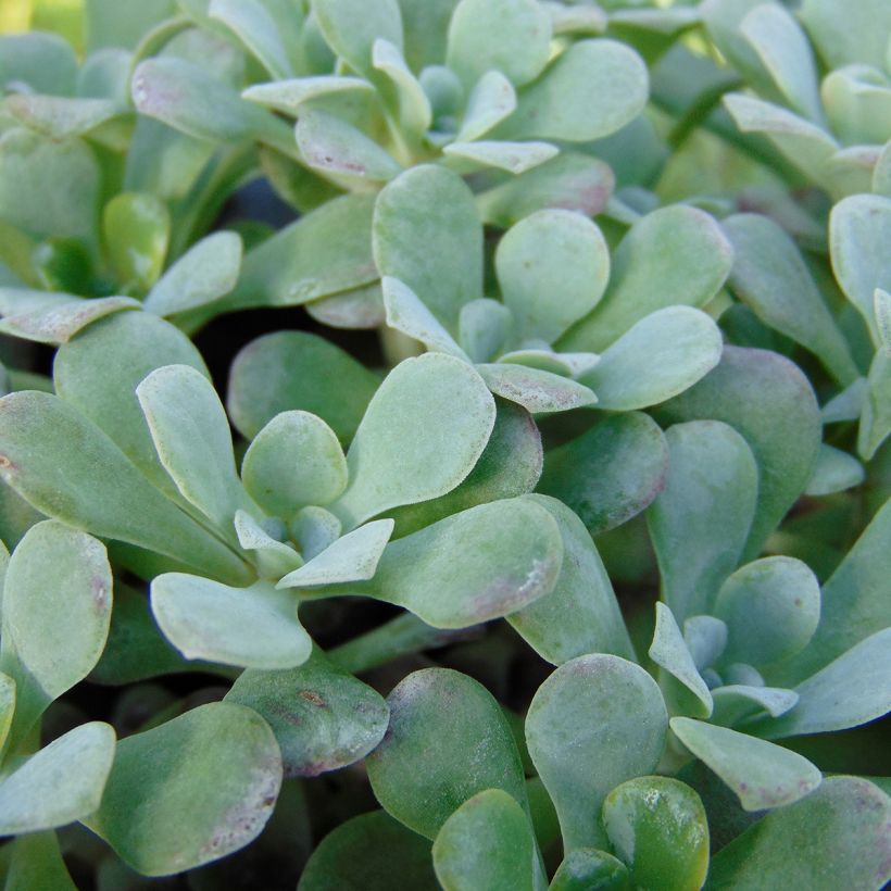 Fetthenne Purpureum - Sedum spathulifolium (Foliage)