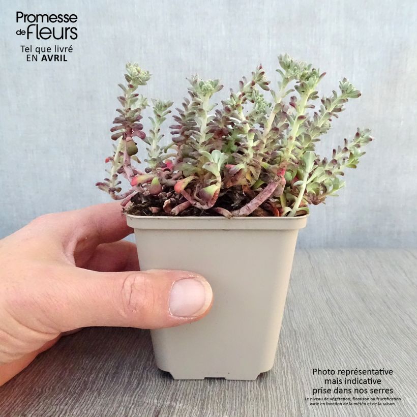 Example of Fetthenne Purpureum - Sedum spathulifolium Kleine Töpfe von 8/9 cm as you get in printemps