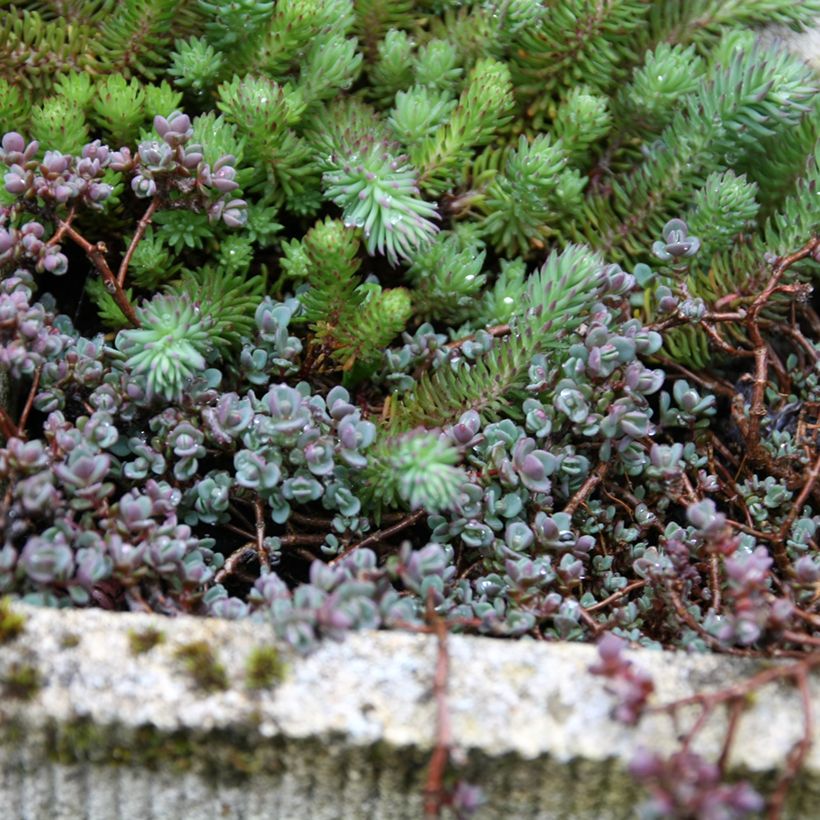 Fetthenne Purpureum - Sedum spathulifolium (Plant habit)