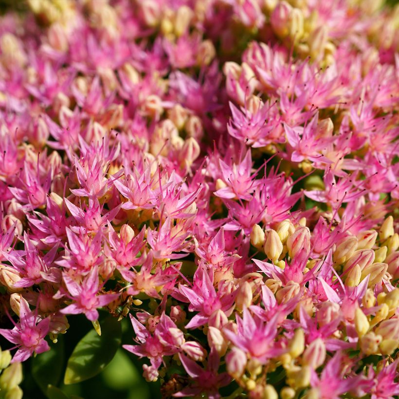 Fetthenne Brilliant - Sedum spectabile (Flowering)