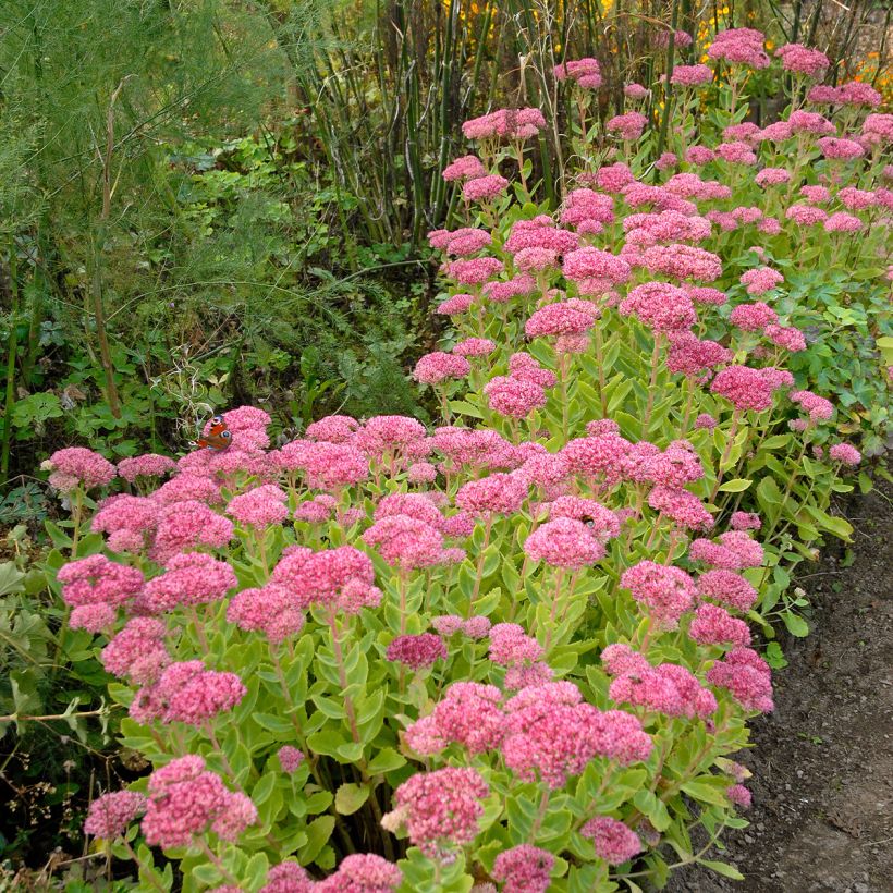 Fetthenne Brilliant - Sedum spectabile (Plant habit)