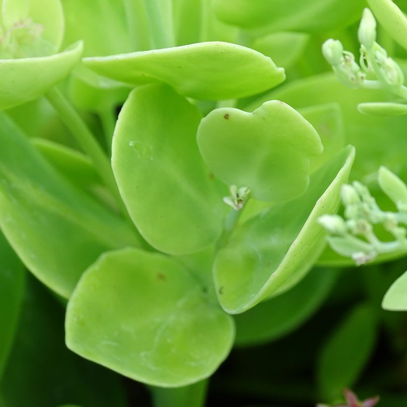 Fetthenne Brilliant - Sedum spectabile (Foliage)