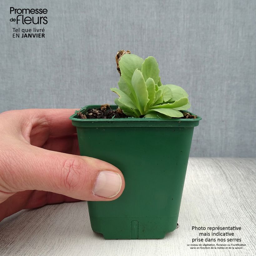 Example of Fetthenne Brilliant - Sedum spectabile Kleine Töpfe von 8/9 cm as you get in hiver