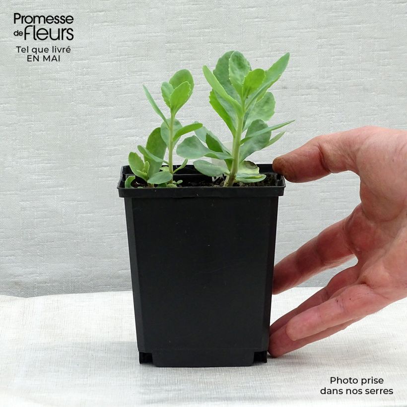 Example of Fetthenne Carl - Sedum spectabile Kleine Töpfe von 8/9 cm as you get in printemps