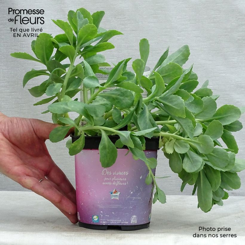 Example of Fetthenne Carl - Sedum spectabile Topf mit 2L/3L as you get in printemps