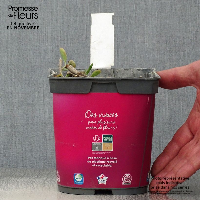 Exemplar von Fetthenne Carl - Sedum spectabile Topf mit 2L/3L wie im Herbst geliefert