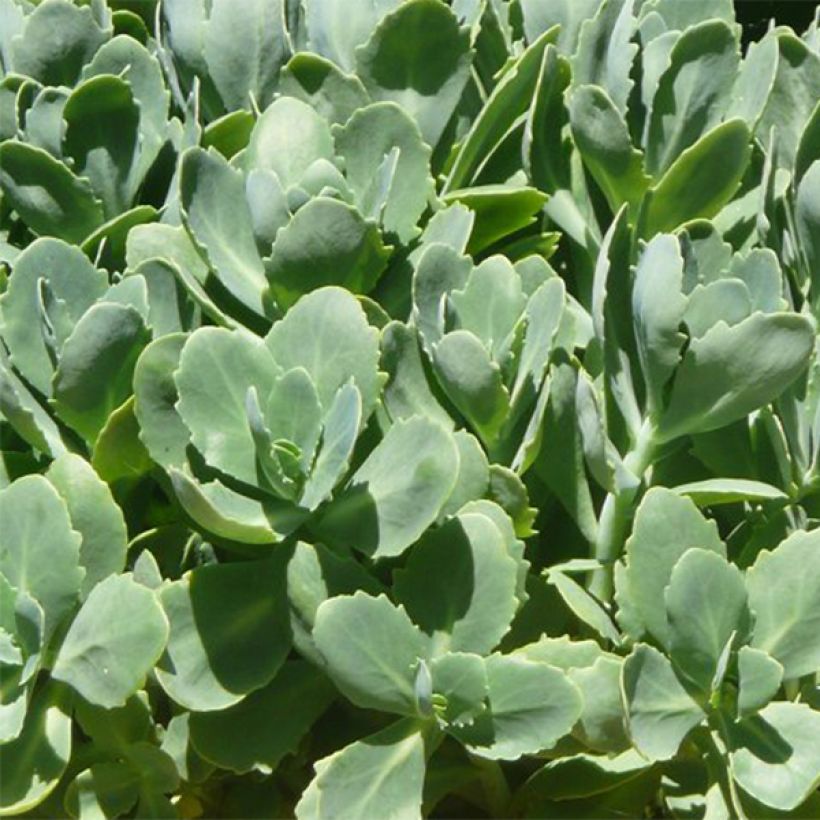 Fetthenne Carmen - Sedum spectabile (Foliage)