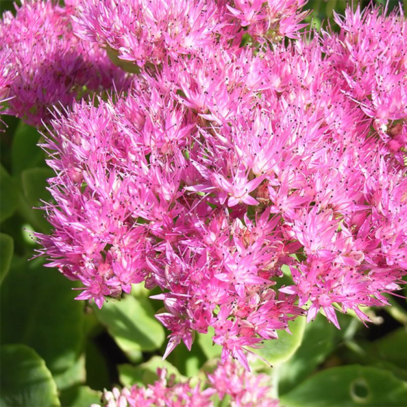 Fetthenne Carmen - Sedum spectabile (Flowering)